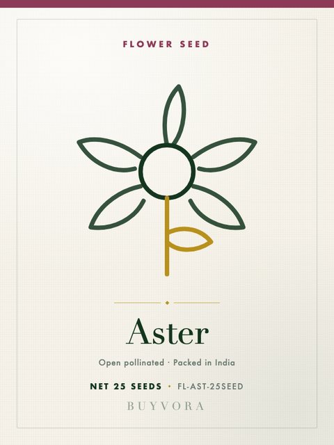 Aster Seeds 25 Seeds