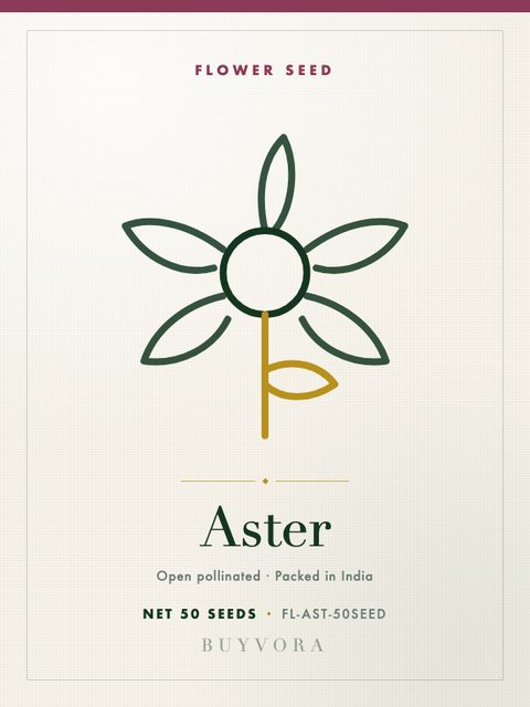 Aster Seeds 50 Seeds