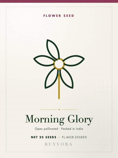 Morning Glory Seeds 25 Seeds