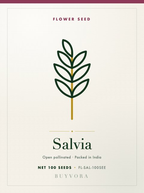 Salvia Seeds 100 Seeds