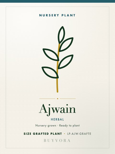 Ajwain Plant Grafted Plant