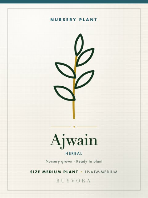Ajwain Plant Medium Plant