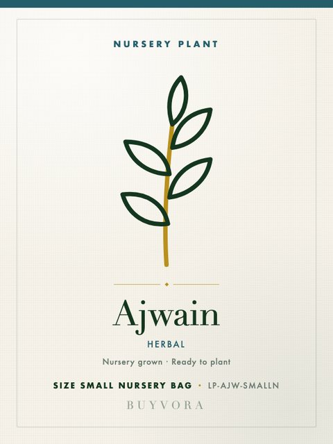 Ajwain Plant Small Nursery Bag