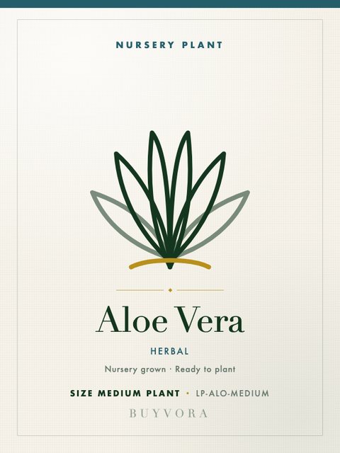 Aloe Vera Medium Plant