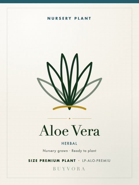 Aloe Vera Premium Plant