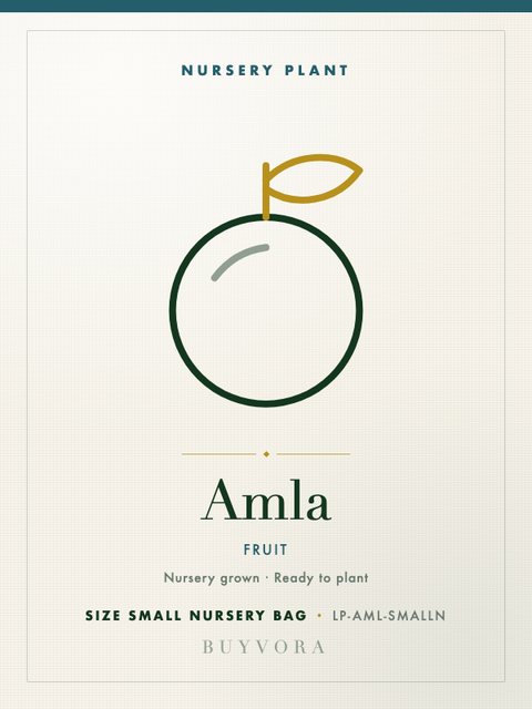 Amla Plant Small Nursery Bag
