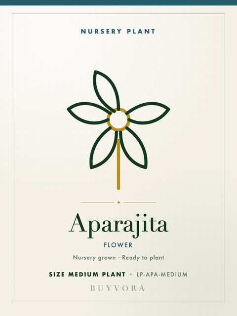 Aparajita Plant Medium Plant
