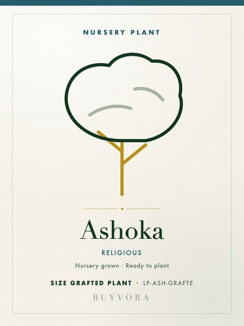 Ashoka Plant Grafted Plant