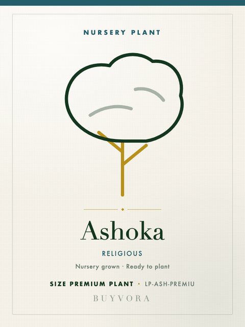 Ashoka Plant Premium Plant