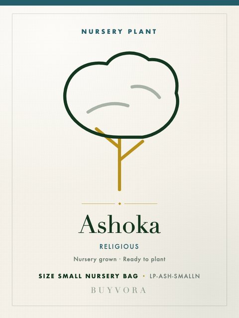 Ashoka Plant Small Nursery Bag