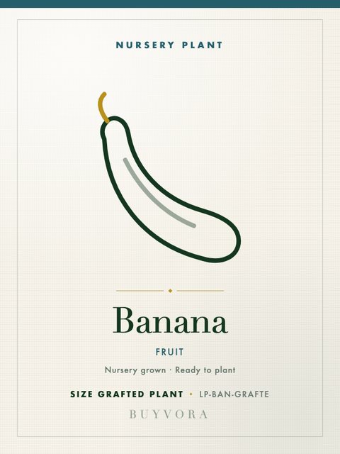 Banana Plant Grafted Plant