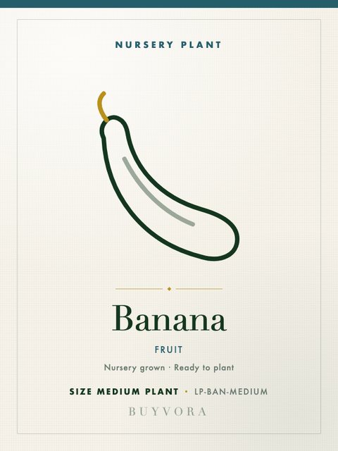 Banana Plant Medium Plant