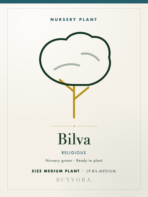 Bilva Plant Medium Plant