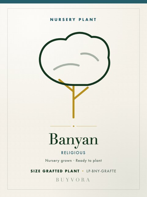 Banyan Sapling Grafted Plant