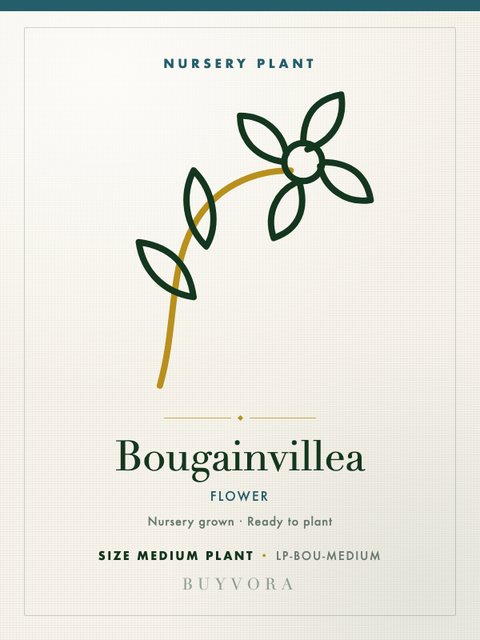 Bougainvillea Medium Plant