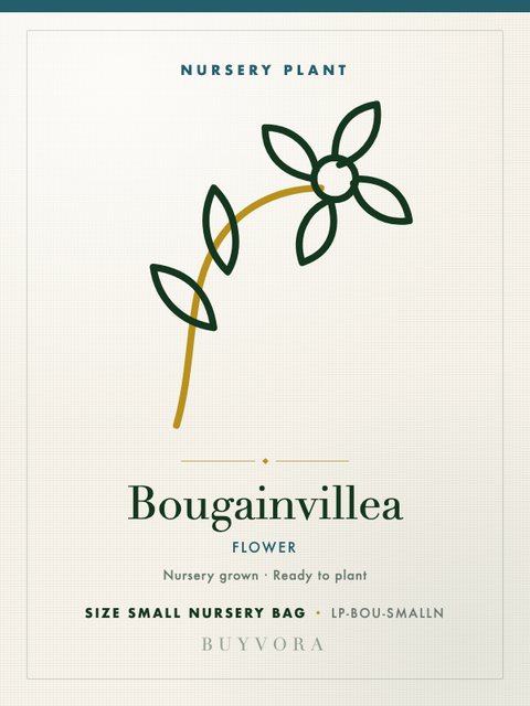 Bougainvillea Small Nursery Bag
