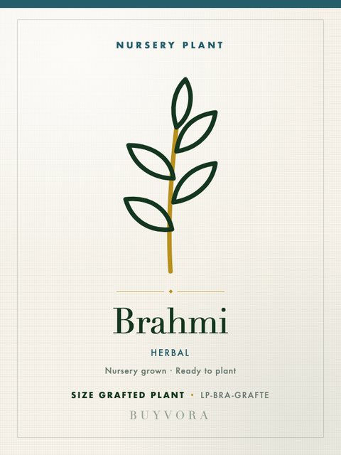 Brahmi Plant Grafted Plant