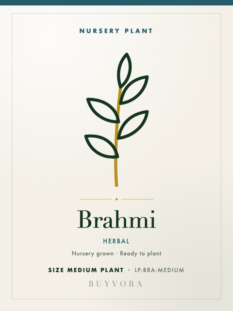 Brahmi Plant Medium Plant