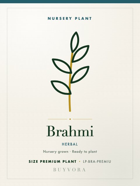Brahmi Plant Premium Plant