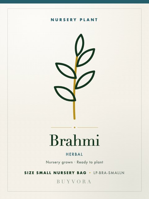 Brahmi Plant Small Nursery Bag