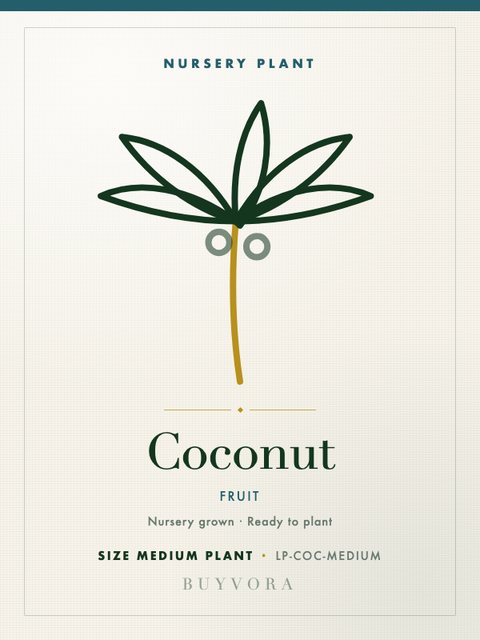 Coconut Plant Medium Plant