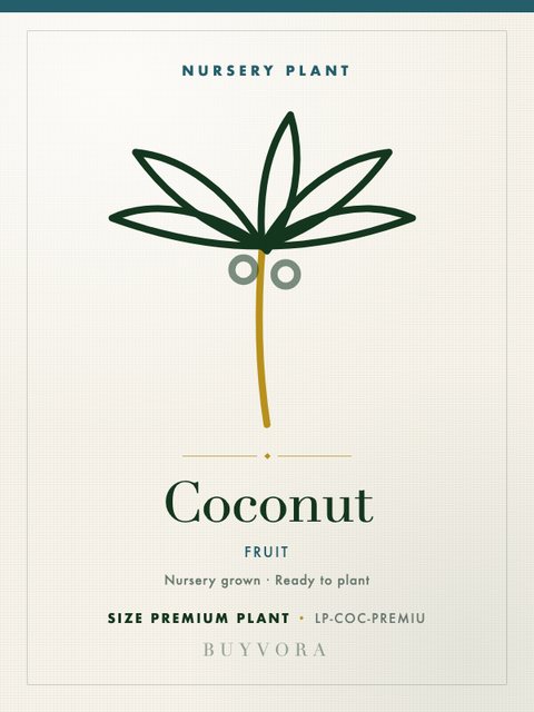 Coconut Plant Premium Plant