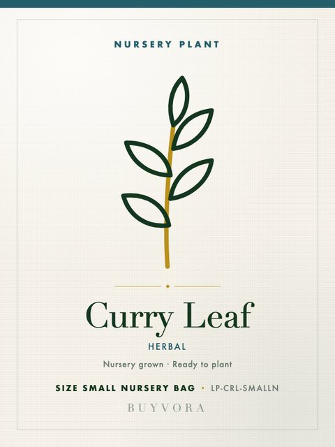 Curry Leaf Plant Small Nursery Bag