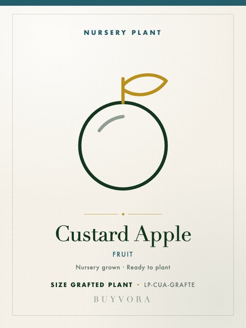 Custard Apple Plant Grafted Plant