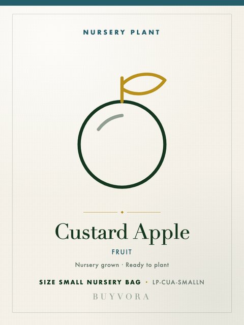 Custard Apple Plant Small Nursery Bag