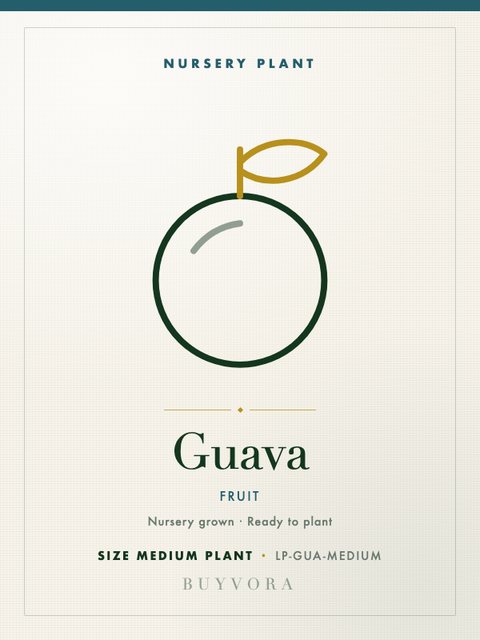 Guava Plant Medium Plant