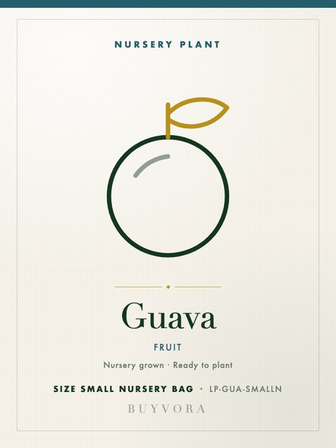 Guava Plant Small Nursery Bag