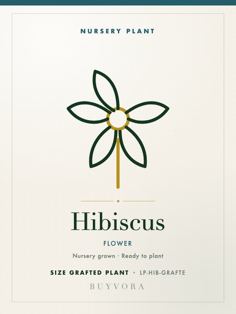 Hibiscus Plant Grafted Plant