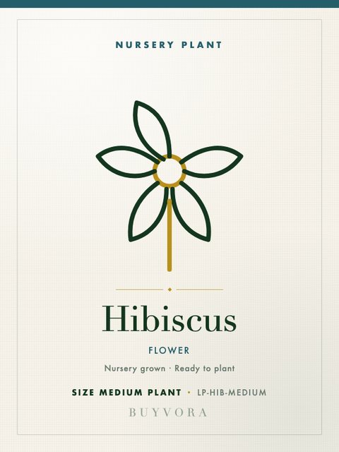 Hibiscus Plant Medium Plant