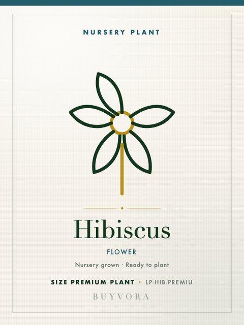 Hibiscus Plant Premium Plant