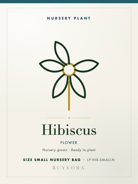Hibiscus Plant Small Nursery Bag