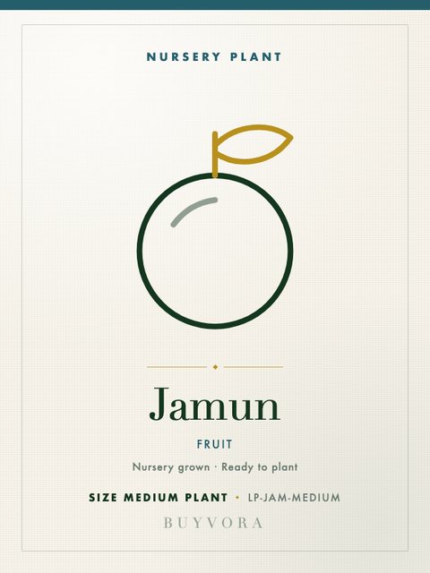 Jamun Plant Medium Plant