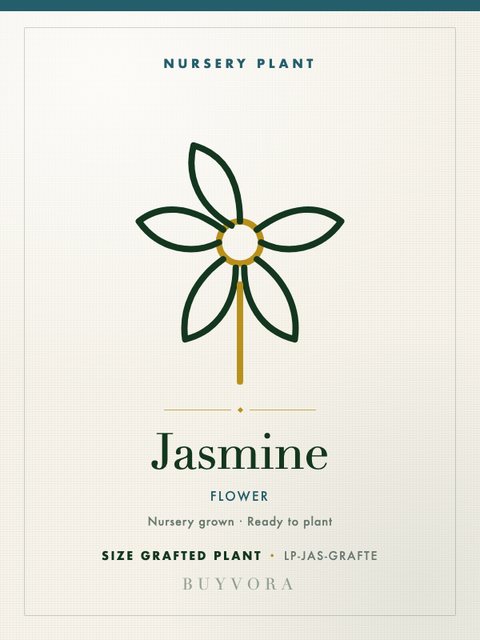 Jasmine Plant Grafted Plant
