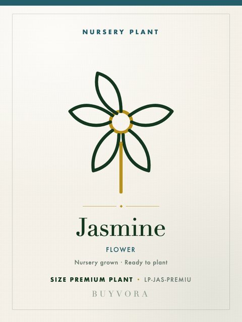 Jasmine Plant Premium Plant