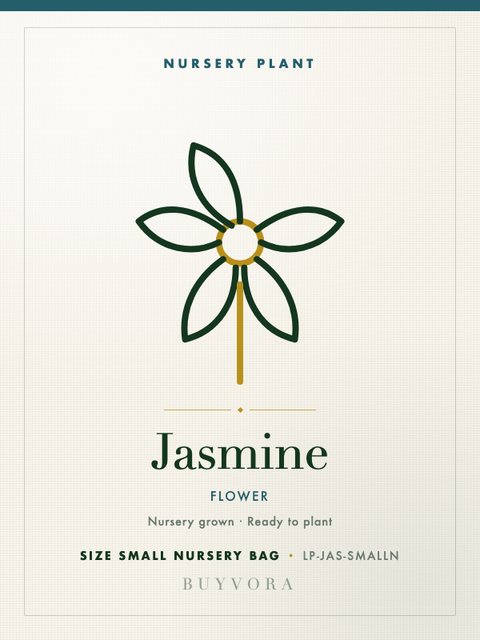 Jasmine Plant Small Nursery Bag