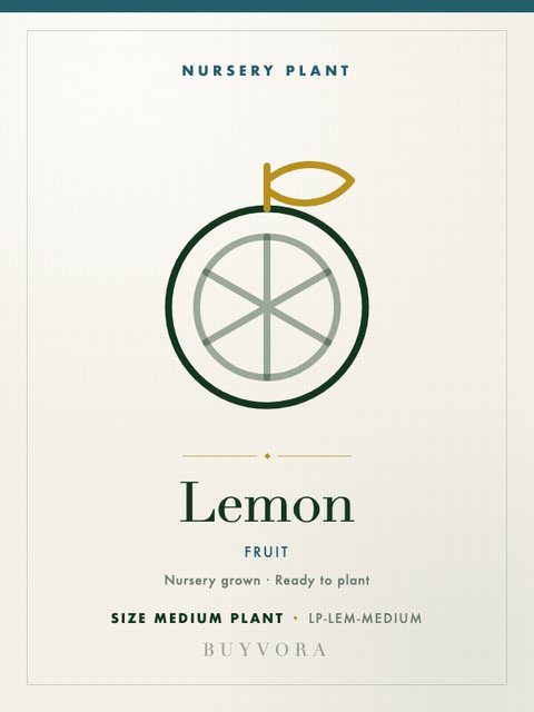 Lemon Plant Medium Plant