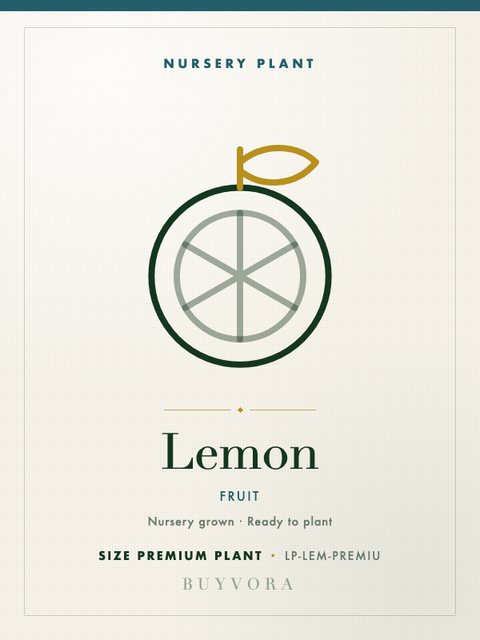 Lemon Plant Premium Plant