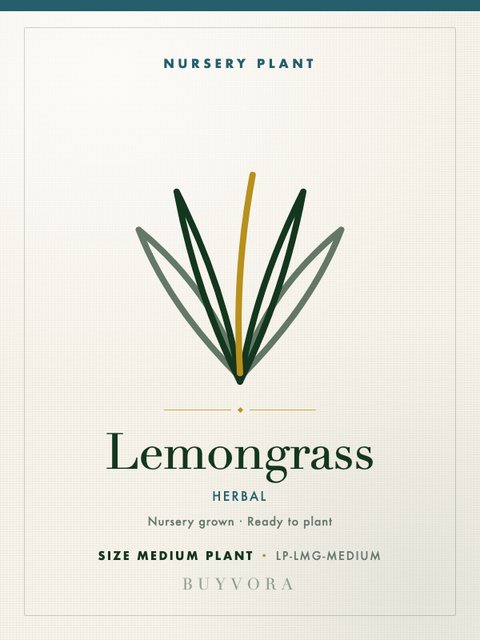 Lemongrass Medium Plant