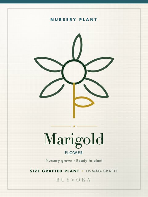 Marigold Plant Grafted Plant