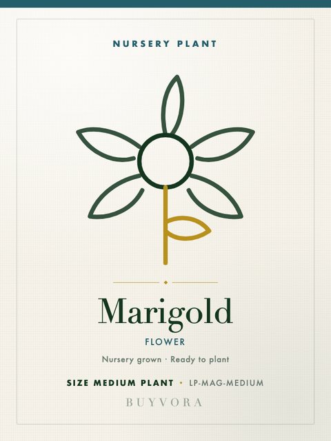 Marigold Plant Medium Plant