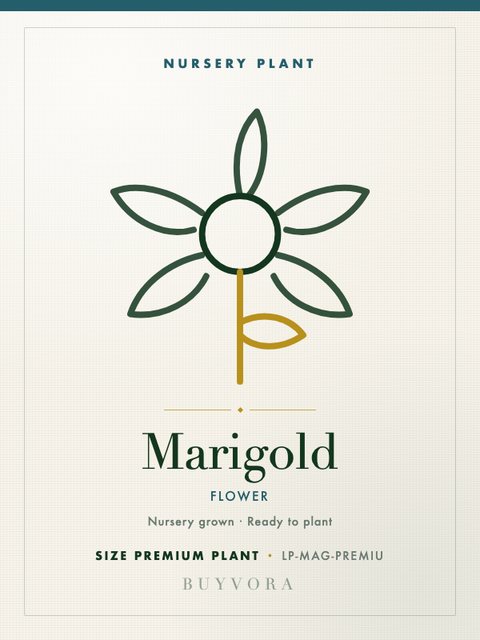 Marigold Plant Premium Plant