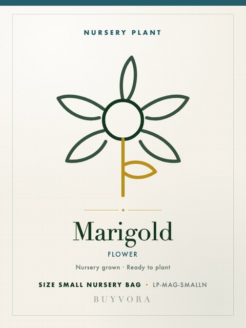 Marigold Plant Small Nursery Bag