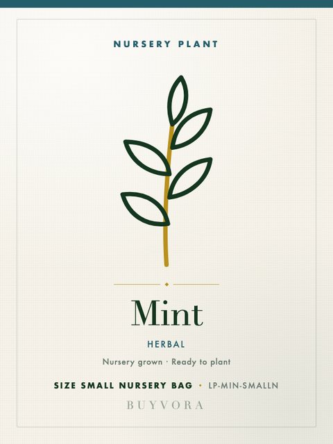 Mint Plant Small Nursery Bag