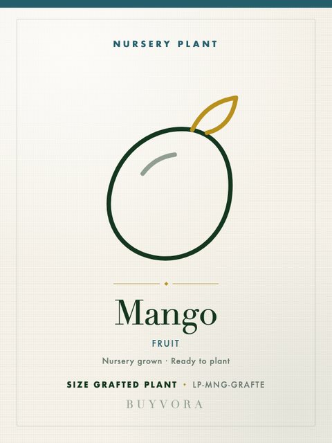 Mango Plant Grafted Plant