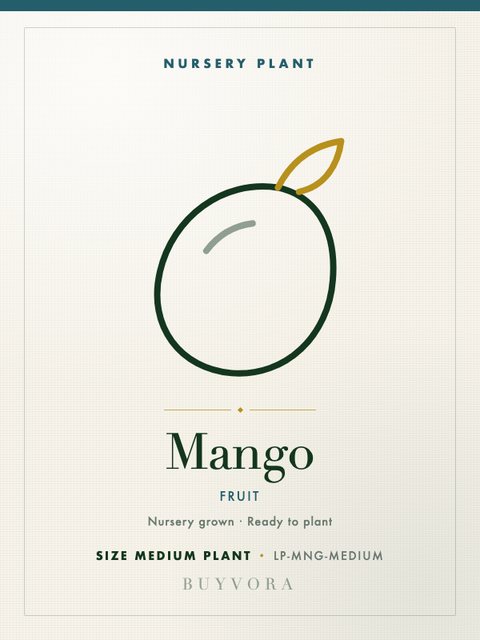 Mango Plant Medium Plant