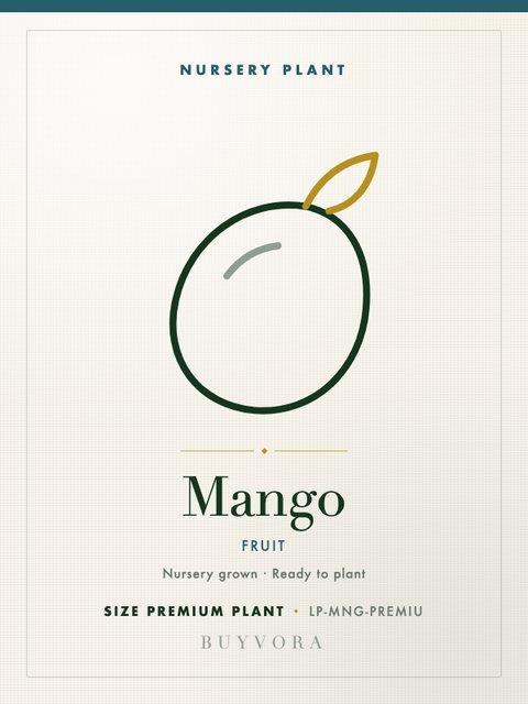 Mango Plant Premium Plant